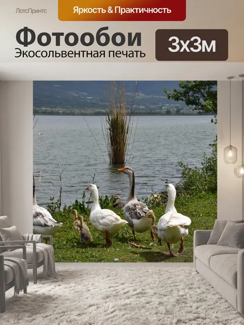 Фотообои Континент