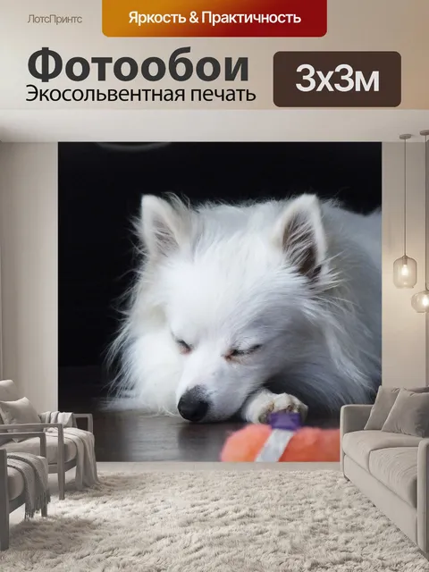 Фотообои Спящая Белый шпиц