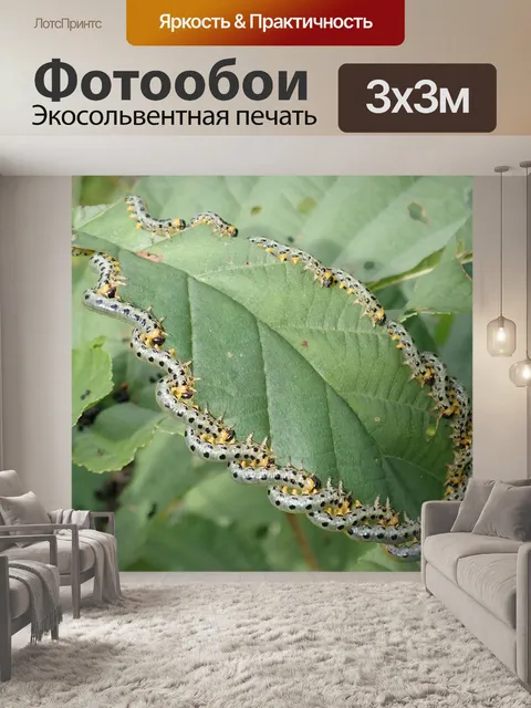 Фотообои Гусеницы