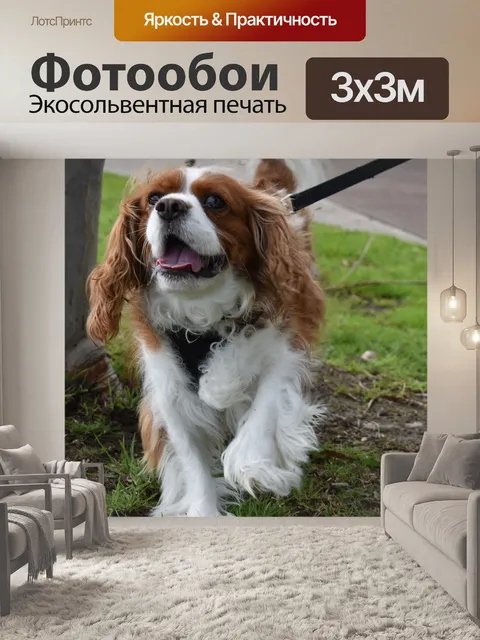 Фотообои Собака