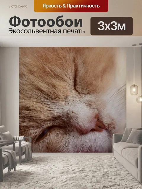 Фотообои Кот