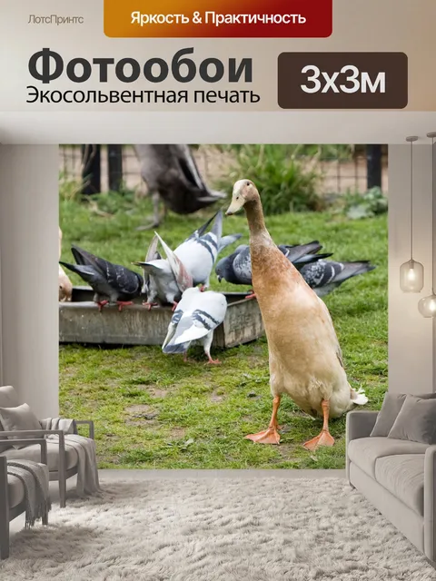 Фотообои Смешные Goose сидя