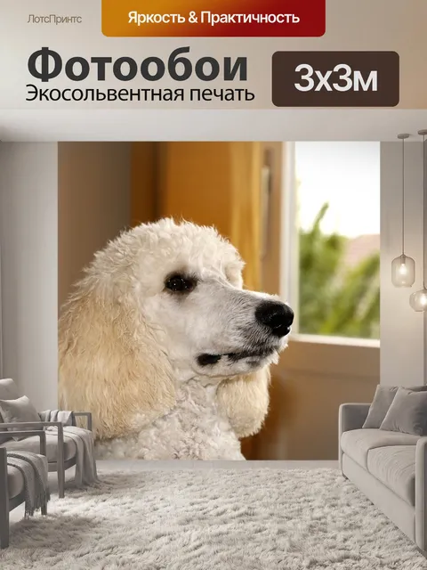Фотообои Пудель