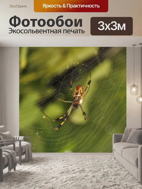 Фотообои Черный и Желтый паук на веб-