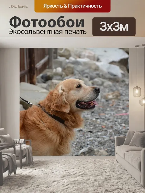 Фотообои Собака