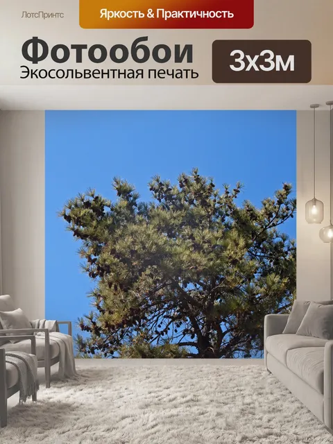 Фотообои зеленые ветки сосны с шишками