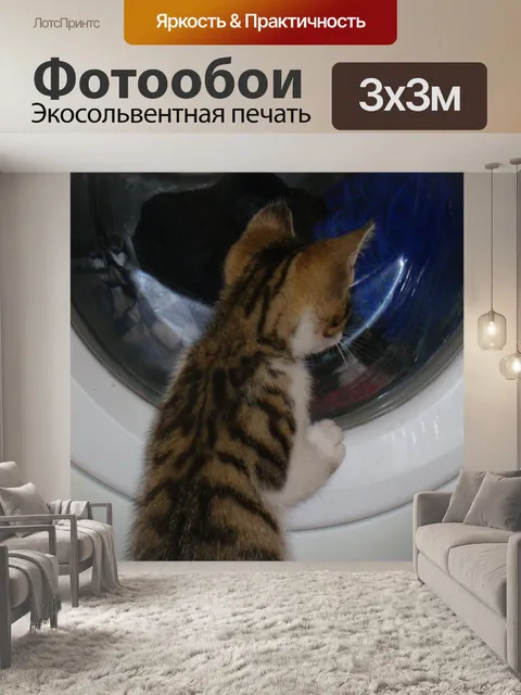 Фотообои котенок смотреть стиральная