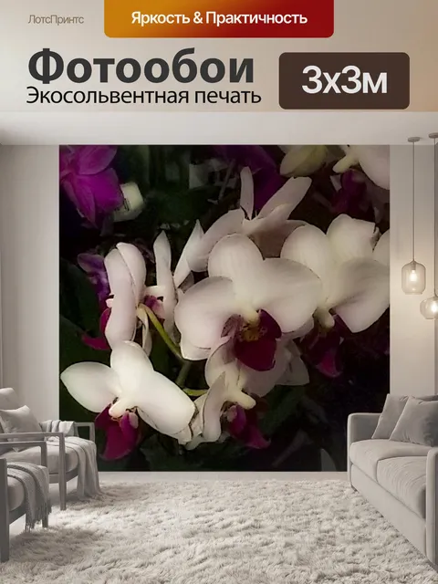 Фотообои Фон с мягкой орхидеей