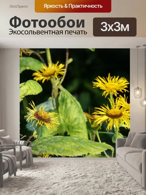 Фотообои Alant