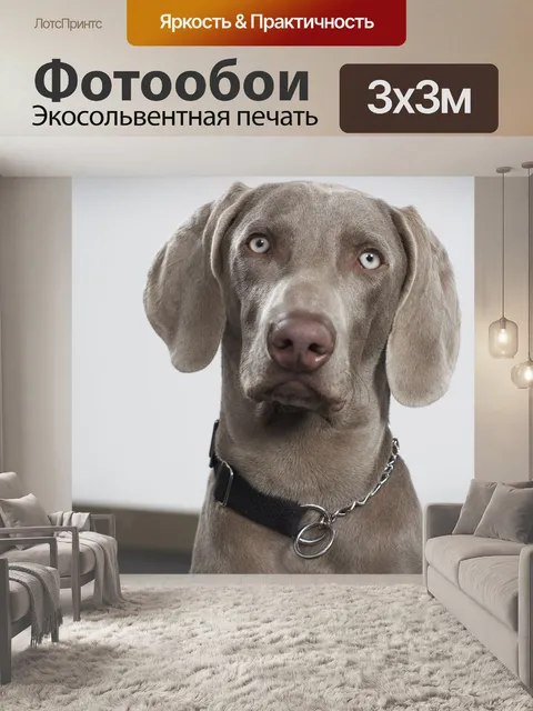 Фотообои Собака