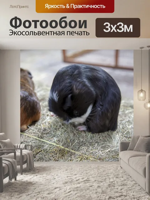 Фотообои Guniea Свинья