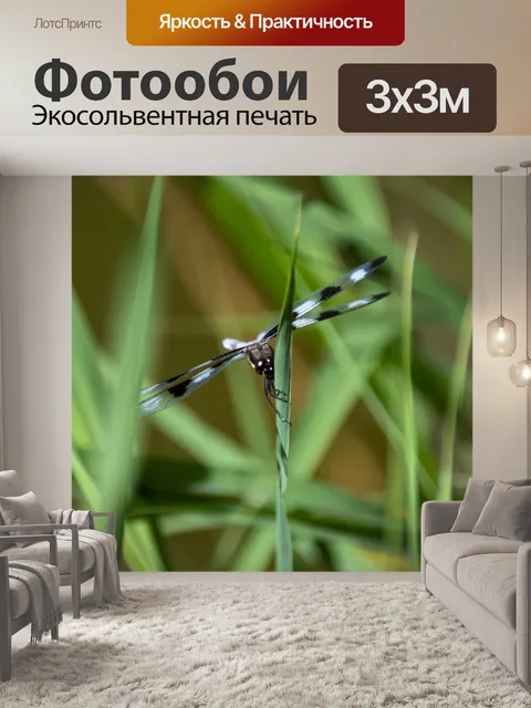 Фотообои черно-белая стрекоза