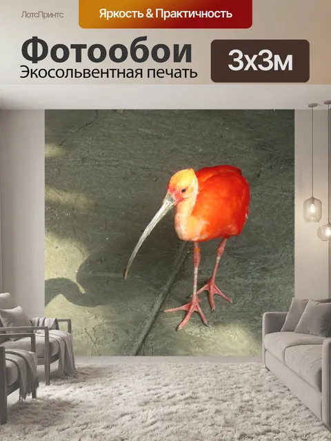 Фотообои Алый ибис