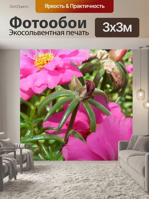 Фотообои Соцветия портулака