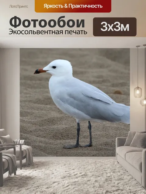 Фотообои Чайка Аудуина