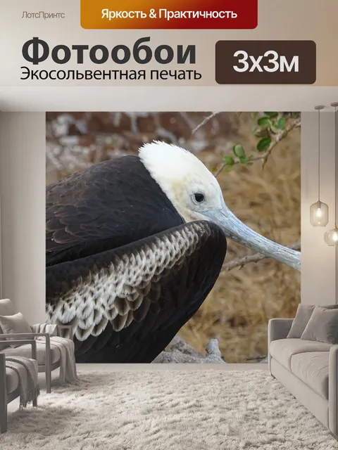 Фотообои Фрегат птица