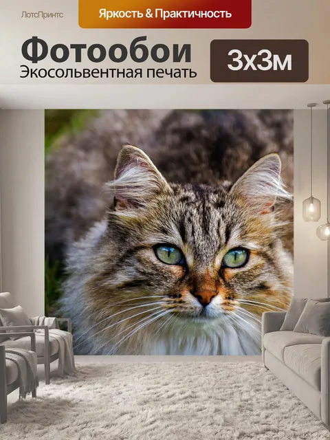 Фотообои Feline