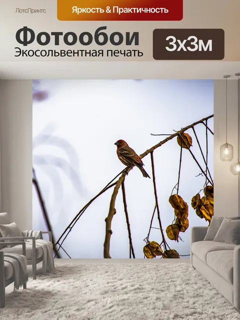 Фотообои Зимний Дом Финч
