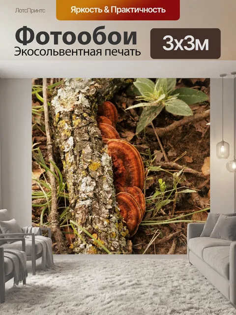 Фотообои Браун Турция хвост грибов на журнал