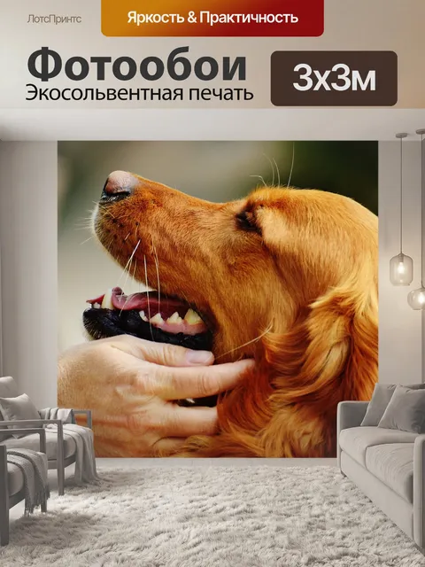 Фотообои Ирландский сеттер