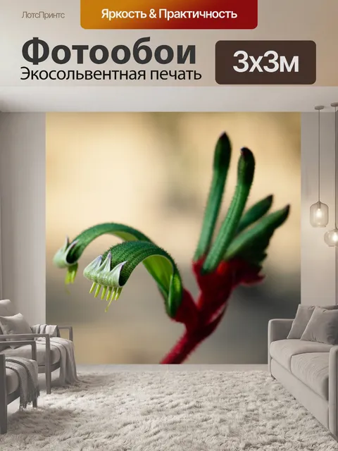 Фотообои Кенгуру лапа