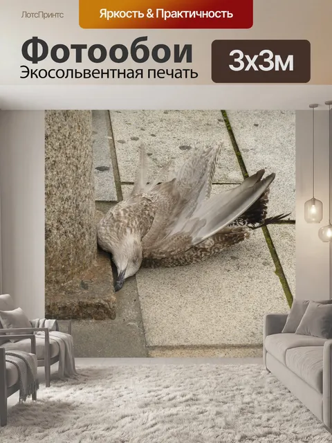 Фотообои Мертвая птица на тротуаре