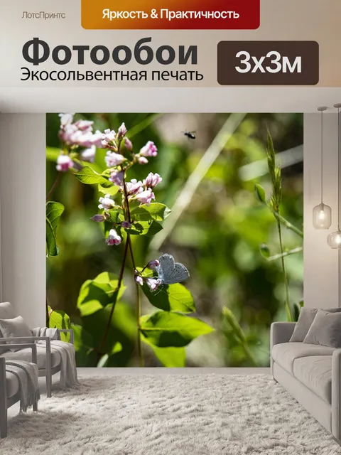 Фотообои Белокочанная капуста
