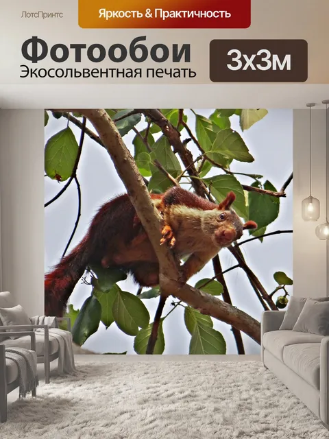 Фотообои Малабар гигантские белки