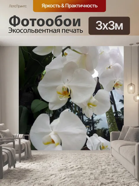 Фотообои белый цветок орхидеи в цвету