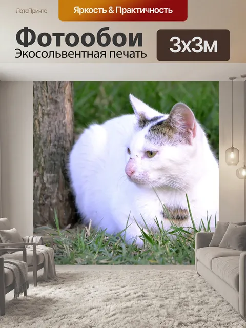 Фотообои Белый кот