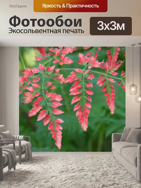 Фотообои Папоротник