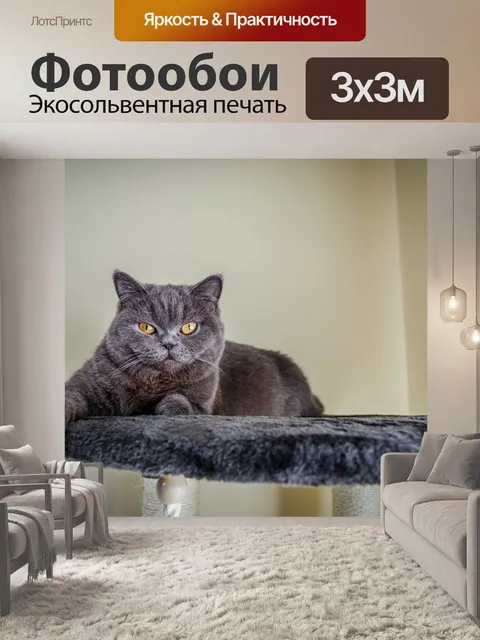 Фотообои Кот