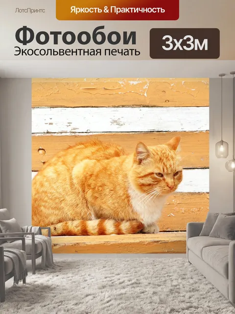 Фотообои Кот