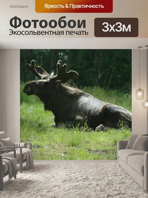 Фотообои Лось 7