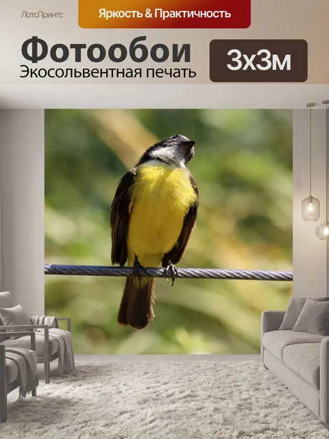 Фотообои Красочная птица