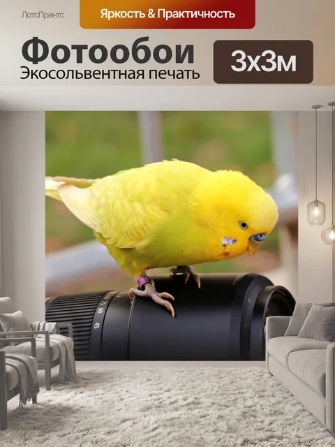 Фотообои Волнистый попугайчик