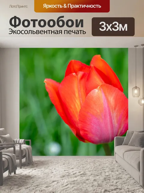 Фотообои Красный тюльпан