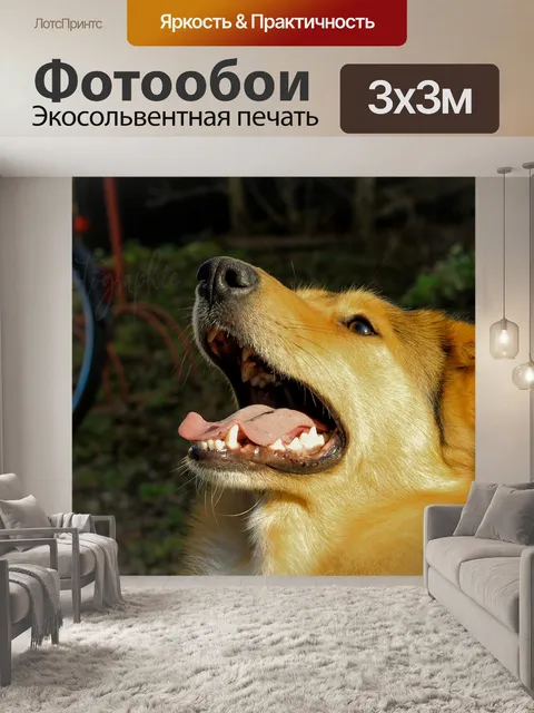 Фотообои Пёс