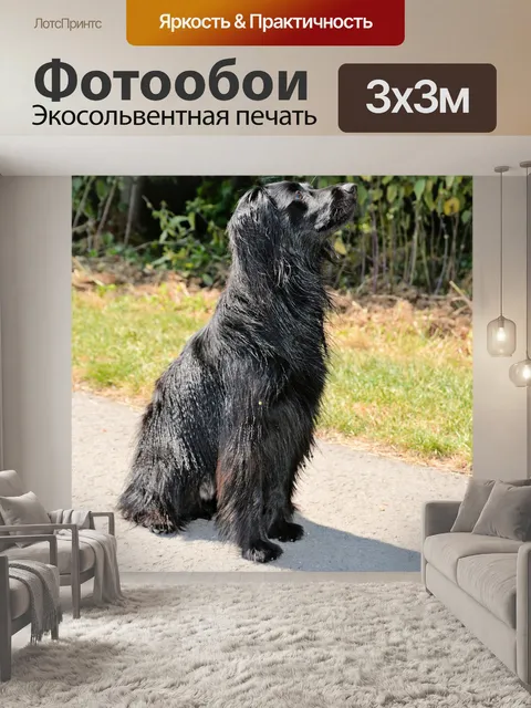 Фотообои Аккуратные сидеть