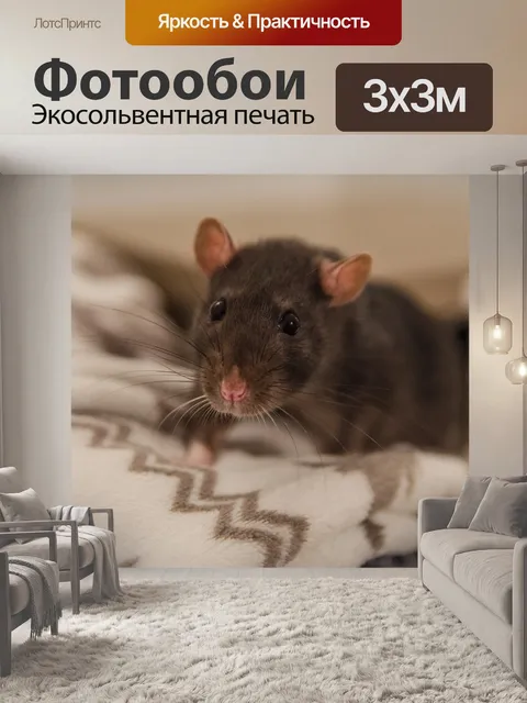 Фотообои Крыса