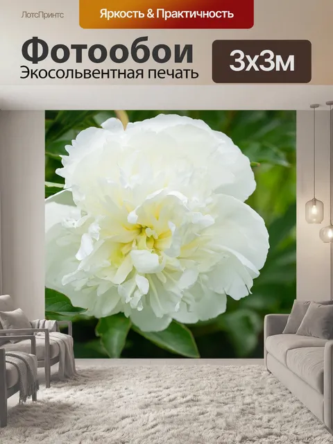 Фотообои Пион