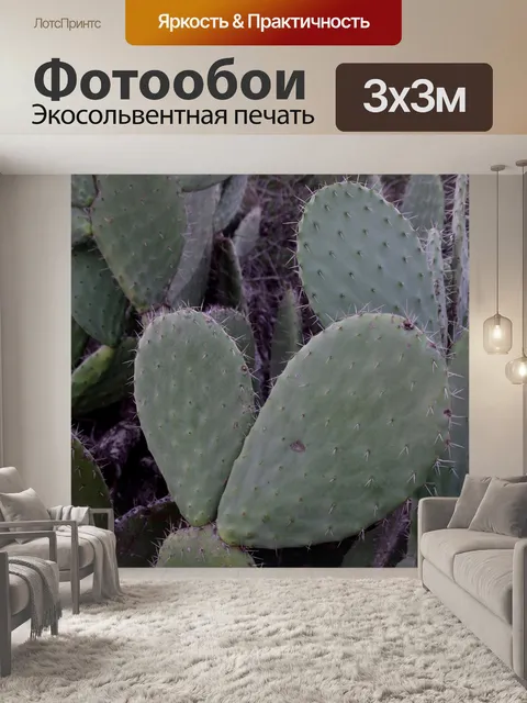 Фотообои Кактус фон в тени
