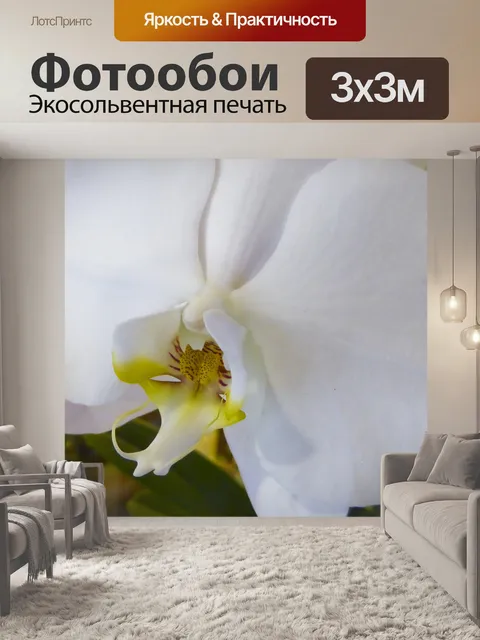 Фотообои Белая орхидея Phalaenopsis amabilis