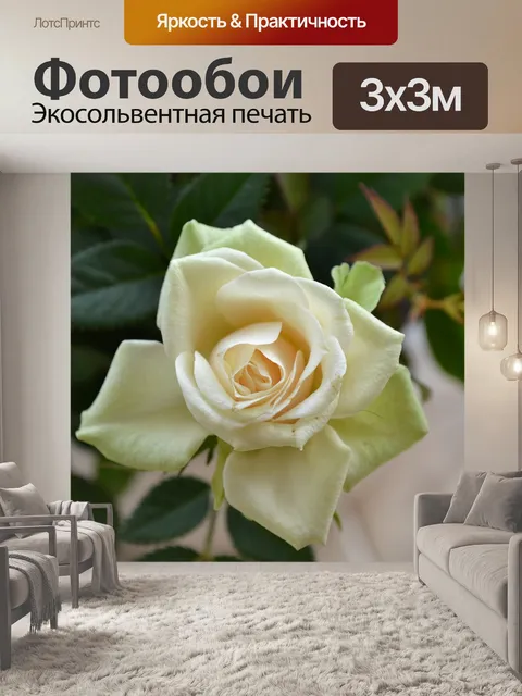 Фотообои Кремовая роза