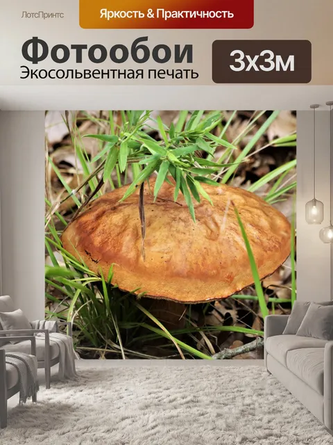 Фотообои Браун Bolete Гриб в траве