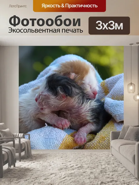 Фотообои Котята