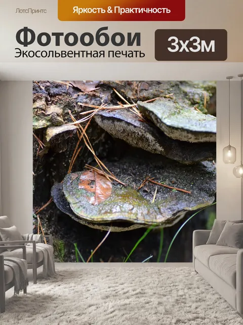 Фотообои Березовый гриб