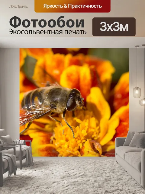 Фотообои Бархатцы