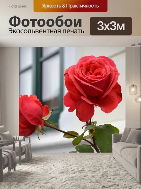 Фотообои Роза