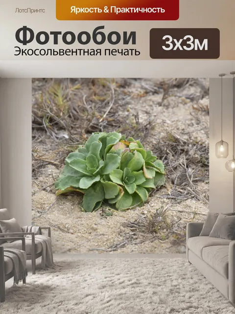 Фотообои растение на пляже
